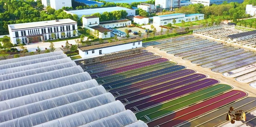 艾詩(shī)特蝦青素 艾詩(shī)特蝦青素