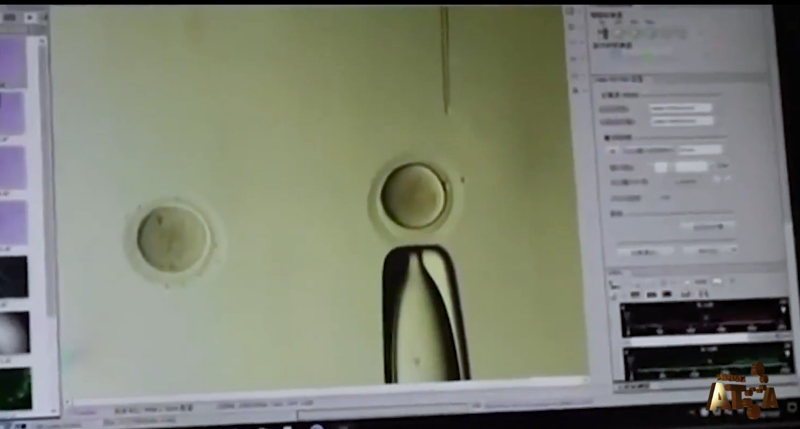 艾詩(shī)特蝦青素 艾詩(shī)特蝦青素