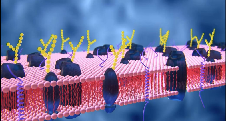 艾詩(shī)特蝦青素 艾詩(shī)特蝦青素