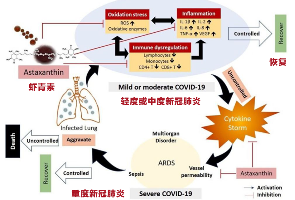 艾詩(shī)特蝦青素 艾詩(shī)特蝦青素