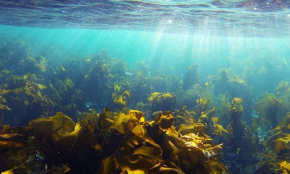 艾詩特蝦青素 艾詩特蝦青素