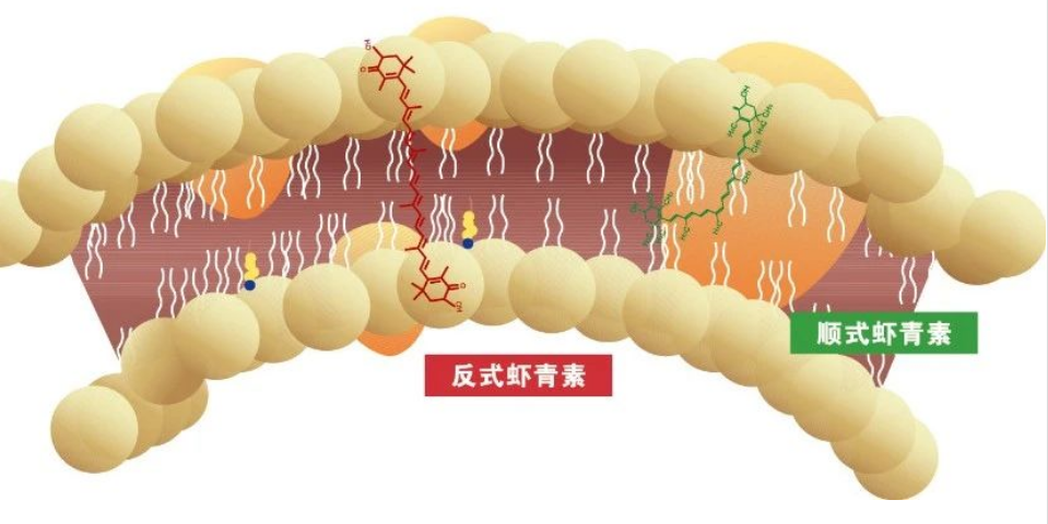 艾詩(shī)特蝦青素 艾詩(shī)特蝦青素
