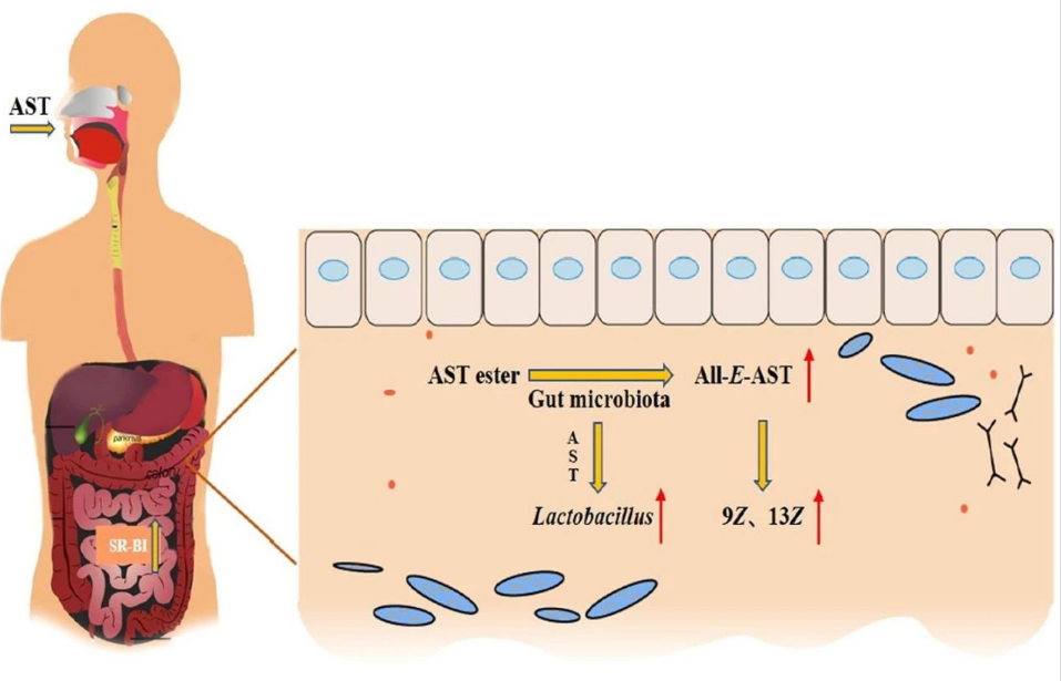 艾詩(shī)特蝦青素 艾詩(shī)特蝦青素