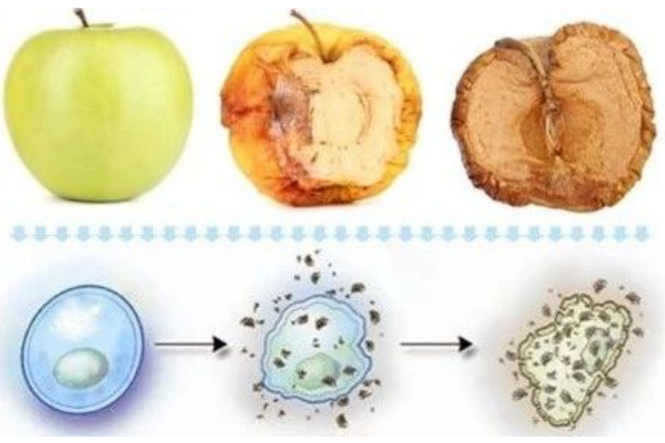 艾詩(shī)特蝦青素 艾詩(shī)特蝦青素