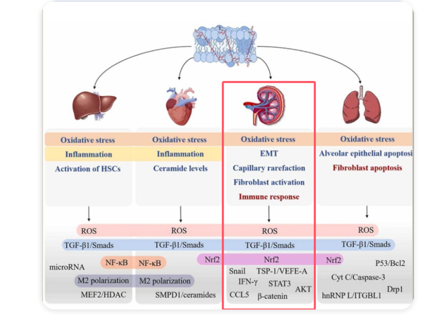 艾詩(shī)特蝦青素 艾詩(shī)特蝦青素