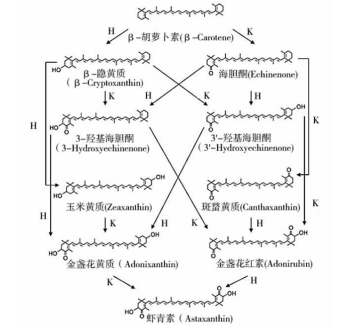 艾詩特蝦青素 艾詩特蝦青素