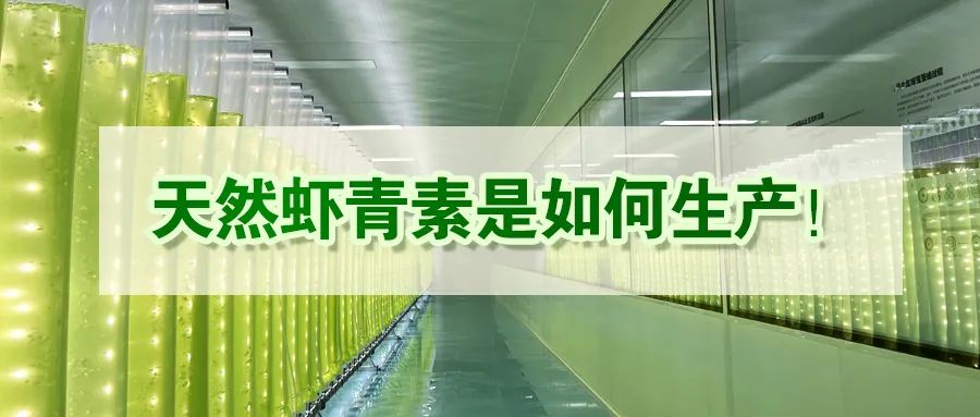 艾詩(shī)特蝦青素 艾詩(shī)特蝦青素