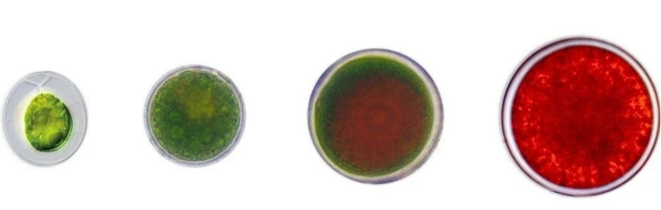 艾詩(shī)特蝦青素 艾詩(shī)特蝦青素