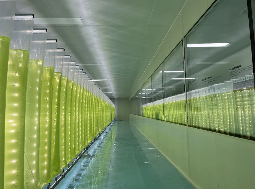 艾詩(shī)特蝦青素 艾詩(shī)特蝦青素