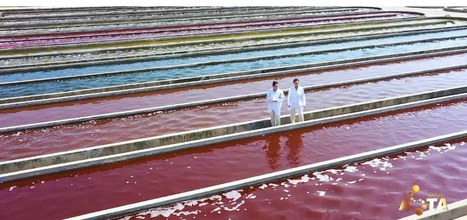 艾詩(shī)特蝦青素 艾詩(shī)特蝦青素