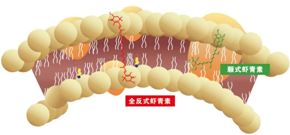 艾詩特蝦青素 艾詩特蝦青素