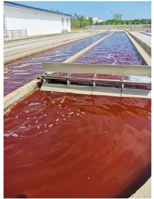 艾詩特蝦青素 艾詩特蝦青素