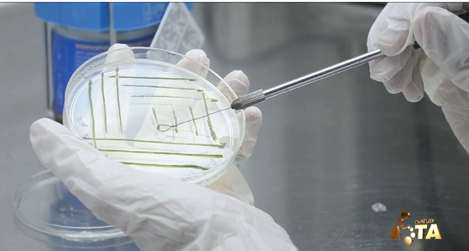 艾詩特蝦青素 艾詩特蝦青素