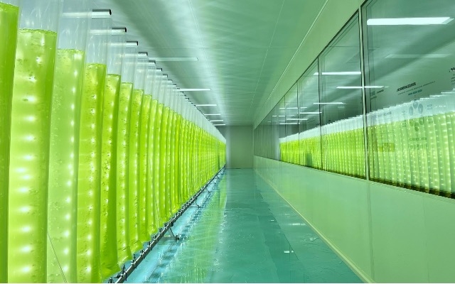 微藻養(yǎng)殖技術(shù)重大突破！我國實(shí)現(xiàn)全反式蝦青素量產(chǎn)升級