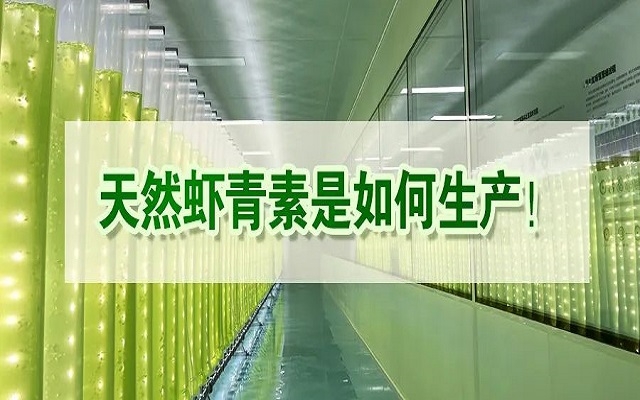 天然蝦青素是如何生產(chǎn)？走進(jìn)源頭工廠看一看！